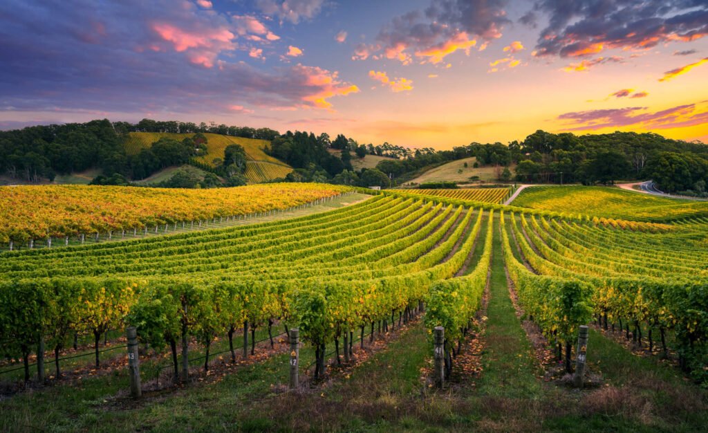 vinyard at sunset